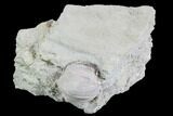 Blastoid (Pentremites) Fossil - Illinois #86452-1